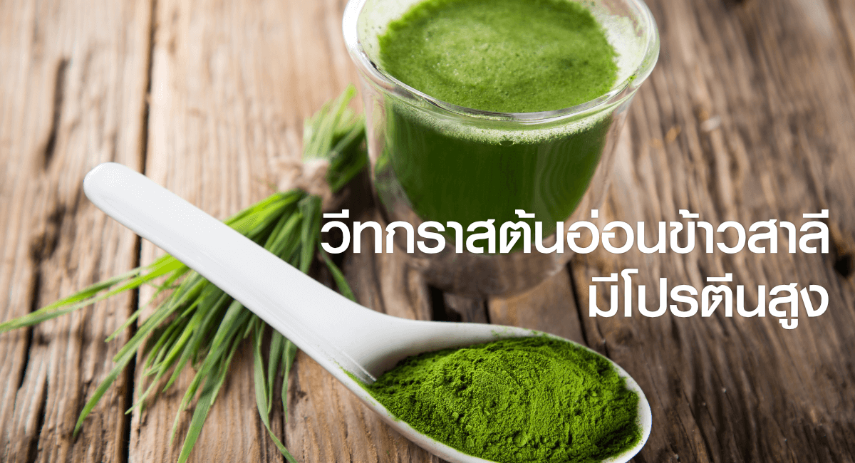 wheatgrass high protein